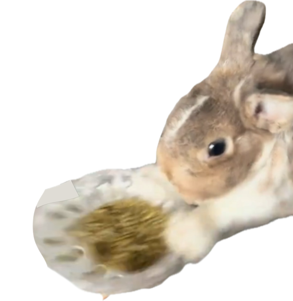 Bunny